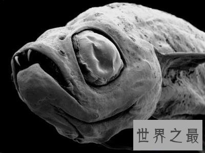 【图】各种环境下最奇异的动物，大人造的巧夺天工