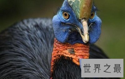 【图】各种环境下最奇异的动物，大人造的巧夺天工