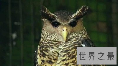 【图】各种环境下最奇异的动物，大人造的巧夺天工