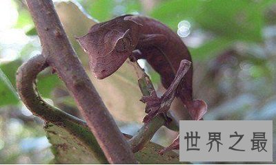 【图】各种环境下最奇异的动物，大人造的巧夺天工