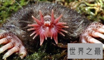 【图】各种环境下最奇异的动物，大人造的巧夺天工