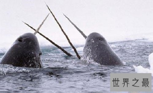 【图】独角鲸，长这么长的角，一集体应该很孤单吧