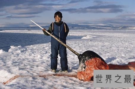 【图】独角鲸，长这么长的角，一集体应该很孤单吧