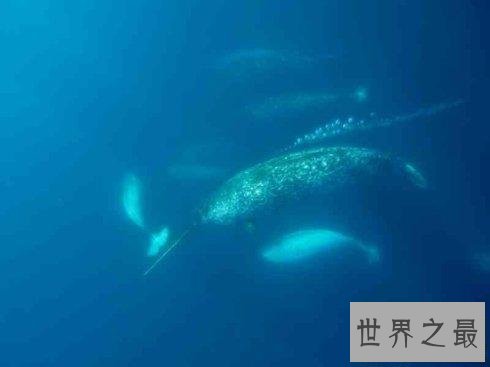 【图】独角鲸，长这么长的角，一集体应该很孤单吧