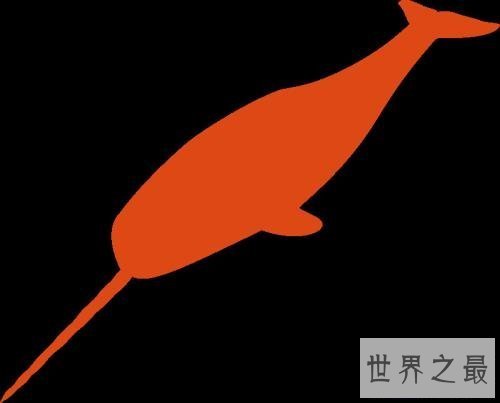 【图】独角鲸，长这么长的角，一集体应该很孤单吧