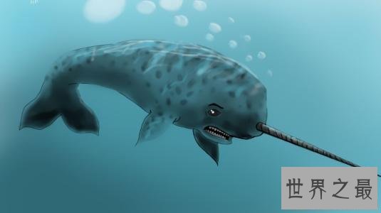 【图】独角鲸，长这么长的角，一集体应该很孤单吧