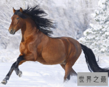 【图】属马的几月出生最好，关于生肖的说法