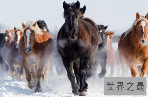 【图】属马的几月出生最好，关于生肖的说法