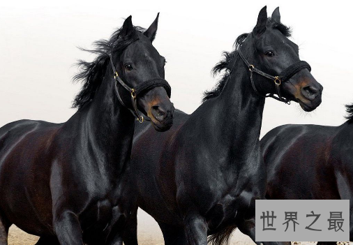 【图】属马的几月出生最好，关于生肖的说法