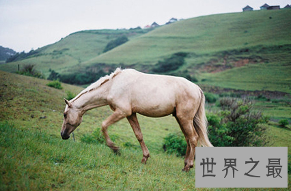 【图】属马的几月出生最好，关于生肖的说法