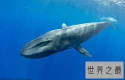 【图】世界上最大的动物跟它比起来你好小好小只