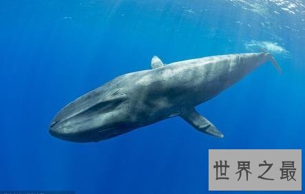 【图】世界上最大的动物跟它比起来你好小好小只