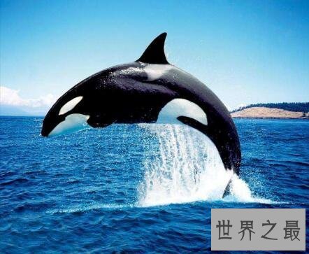 【图】世界上最大的动物跟它比起来你好小好小只