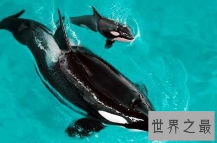 【图】世界上最大的动物跟它比起来你好小好小只