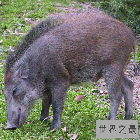 【图】今天来带大家去了解一下野猪肉怎样做好吃