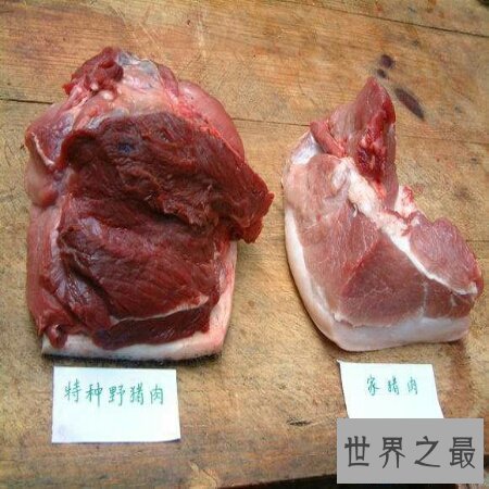 【图】今天来带大家去了解一下野猪肉怎样做好吃