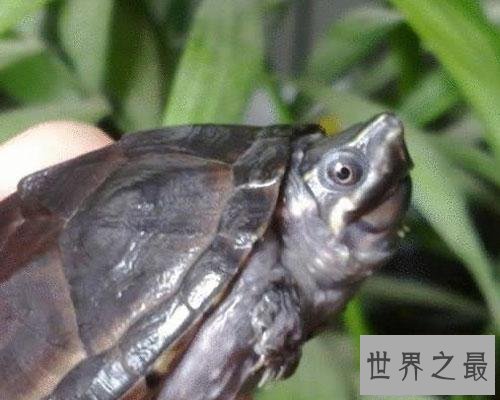 【图】一篇帮你解答乌龟蛰伏吗的文章，让咱们共同了