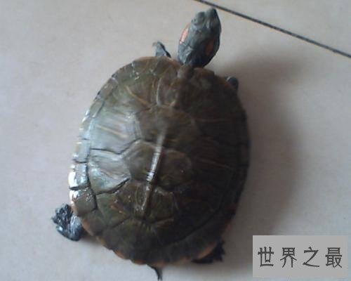 【图】一篇帮你解答乌龟蛰伏吗的文章，让咱们共同了