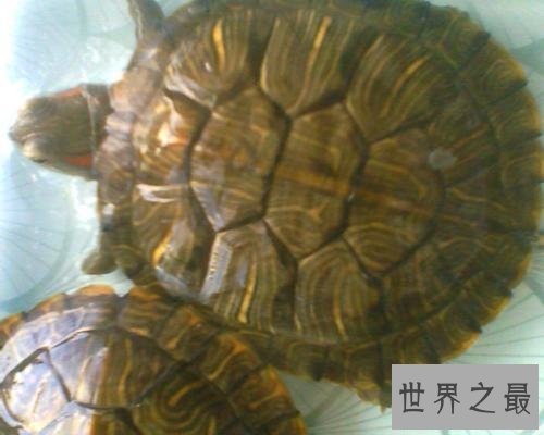 【图】一篇帮你解答乌龟蛰伏吗的文章，让咱们共同了