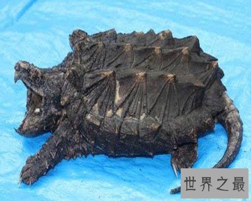 【图】一篇帮你解答乌龟蛰伏吗的文章，让咱们共同了