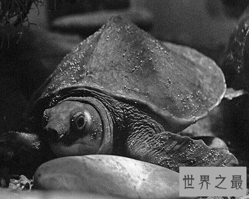 【图】一篇帮你解答乌龟蛰伏吗的文章，让咱们共同了