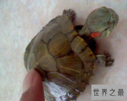 【图】一篇帮你解答乌龟蛰伏吗的文章，让咱们共同了