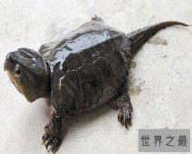 【图】一篇帮你解答乌龟冬眠吗的文章，让我们共同了