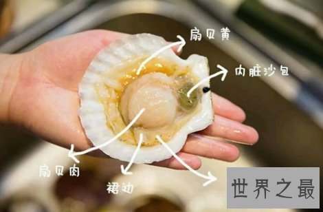 【图】扇贝的做法教会你如何做出好吃美味的扇贝哦