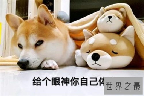 【图】我是柴犬，你们常常把我跟秋田犬搞混，没错就