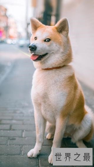 【图】我是柴犬，你们常常把我跟秋田犬搞混，没错就