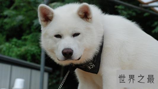 【图】我是柴犬，你们常常把我跟秋田犬搞混，没错就