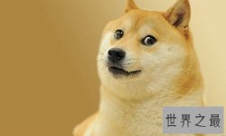 【图】我是柴犬，你们经常把我跟秋田犬搞混，没错就