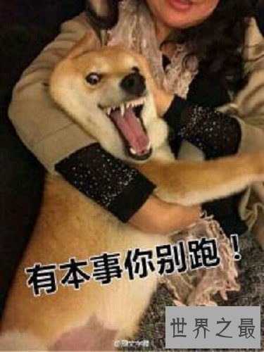 【图】我是柴犬，你们常常把我跟秋田犬搞混，没错就