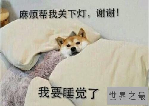 【图】我是柴犬，你们常常把我跟秋田犬搞混，没错就