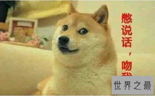 【图】我是柴犬，你们常常把我跟秋田犬搞混，没错就