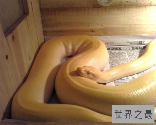 【图】梦见蛇,要是你梦见的不是白素贞,应该都是虚