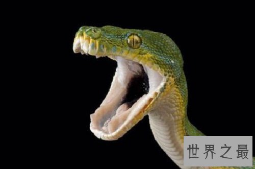 【图】梦见蛇,要是你梦见的不是白素贞,应该都是虚