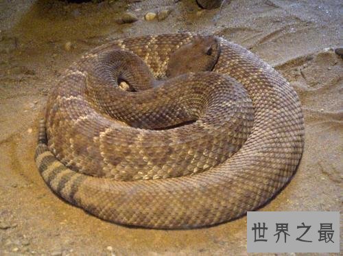 【图】梦见蛇,要是你梦见的不是白素贞,应该都是虚