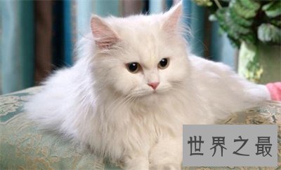 【图】看到他人吸猫你妒忌了吗 那么波斯猫图片了解一