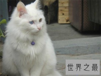 【图】看到他人吸猫你妒忌了吗 那么波斯猫图片了解一