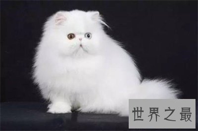 【图】看到他人吸猫你妒忌了吗 那么波斯猫图片了解一