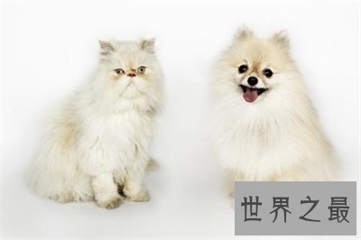 【图】看到他人吸猫你妒忌了吗 那么波斯猫图片了解一