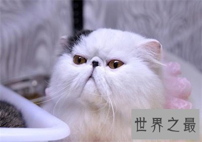 【图】看到他人吸猫你妒忌了吗 那么波斯猫图片了解一