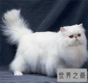 【图】看到别人吸猫你嫉妒了吗 那么波斯猫图片了解一