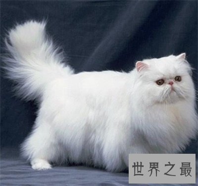 【图】看到他人吸猫你妒忌了吗 那么波斯猫图片了解一