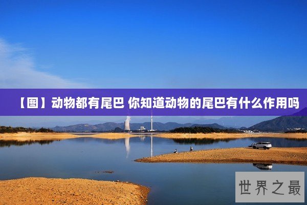【图】动物都有尾巴 你知道动物的尾巴有什么作用吗