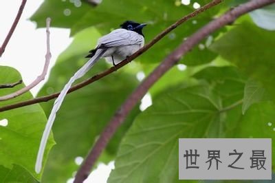 【图】动物都有尾巴 你知道动物的尾巴有什么作用吗