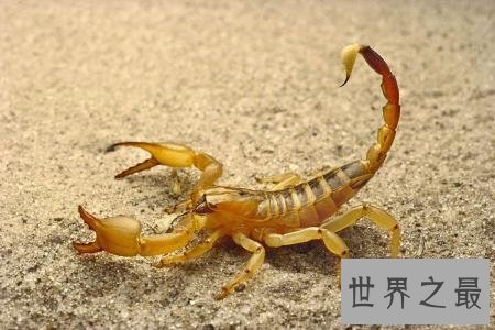 【图】动物都有尾巴 你知道动物的尾巴有什么作用吗