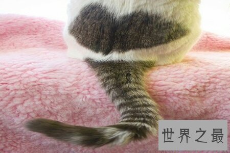 【图】动物都有尾巴 你知道动物的尾巴有什么作用吗