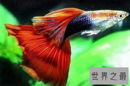 【图】动物都有尾巴 你知道动物的尾巴有什么作用吗